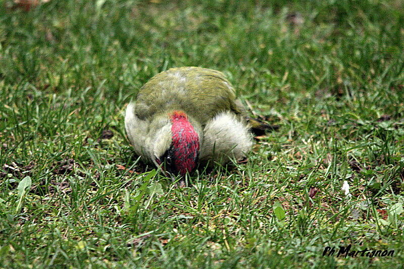 European Green Woodpecker male, identification, feeding habits, Behaviour