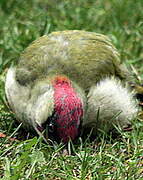 European Green Woodpecker