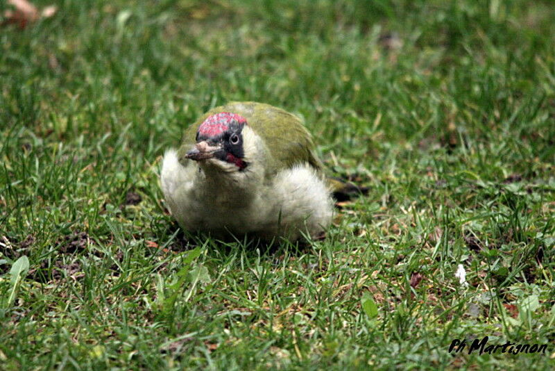 European Green Woodpecker male, identification, feeding habits, Behaviour