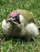 European Green Woodpecker