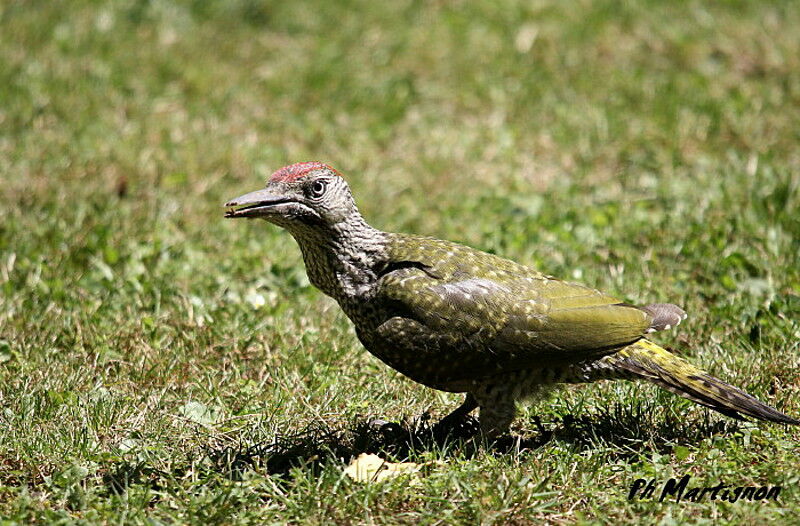 European Green Woodpeckerjuvenile