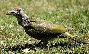 European Green Woodpecker