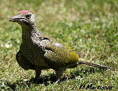 European Green Woodpecker