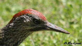 European Green Woodpecker