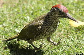 European Green Woodpecker