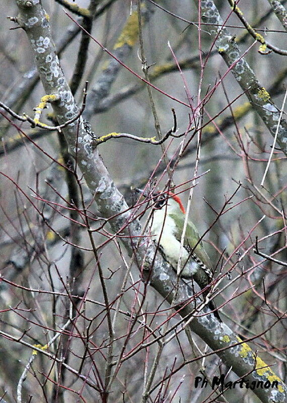 European Green Woodpecker