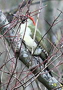 European Green Woodpecker