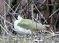 European Green Woodpecker