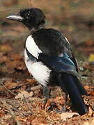 Eurasian Magpie