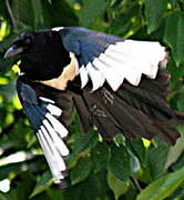 Eurasian Magpie