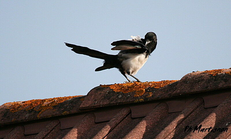 Eurasian Magpie, identification, Behaviour