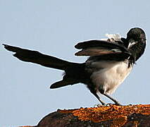 Eurasian Magpie