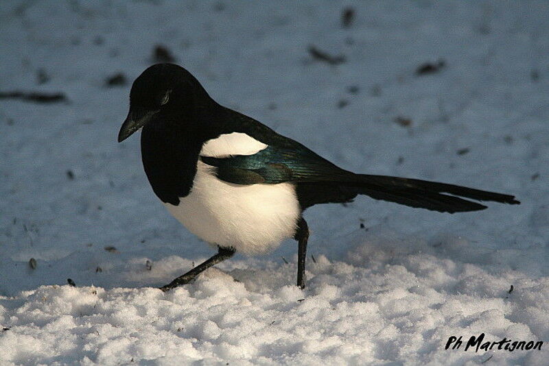 Eurasian Magpie, identification