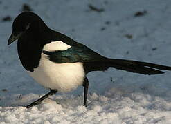 Eurasian Magpie