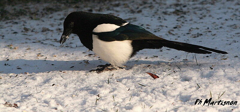 Eurasian Magpie, identification