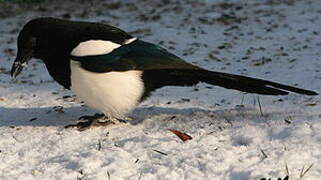 Eurasian Magpie