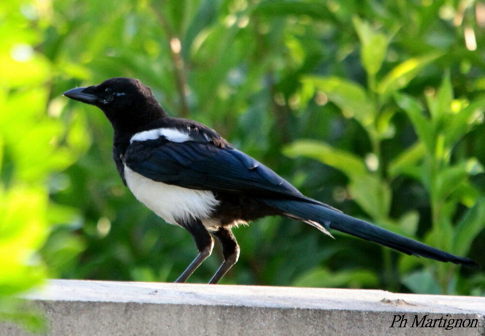 Eurasian Magpie, identification