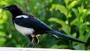 Eurasian Magpie