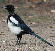 Eurasian Magpie