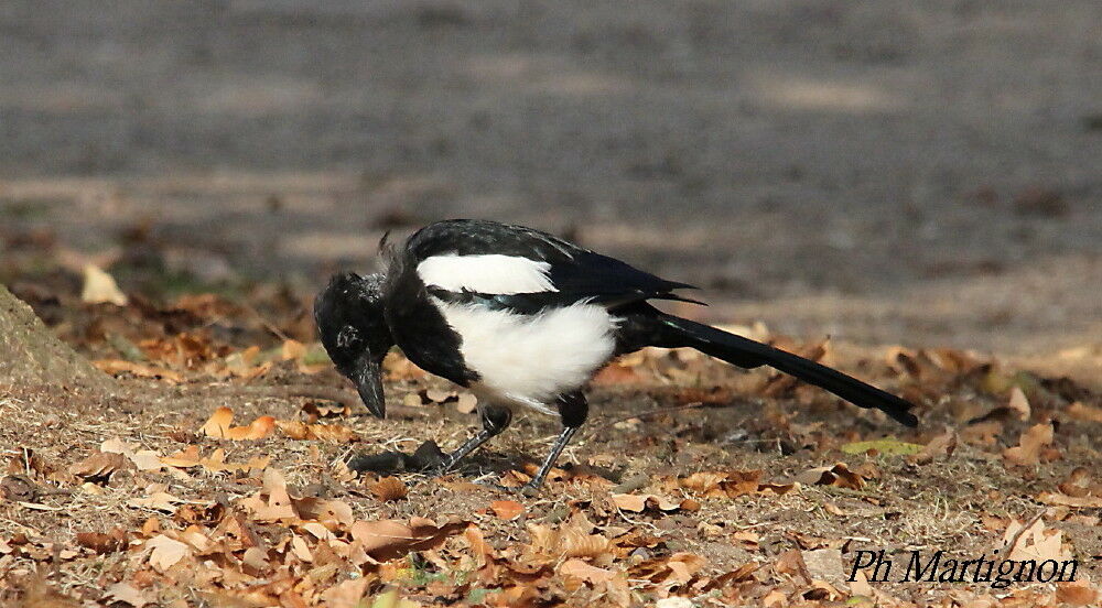 Eurasian Magpieimmature, identification