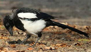 Eurasian Magpie