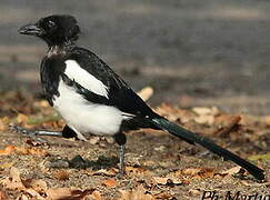 Eurasian Magpie