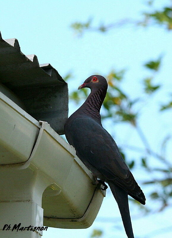 Scaly-naped Pigeon