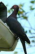 Pigeon à cou rouge