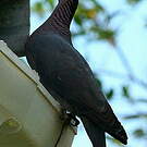 Pigeon à cou rouge