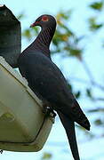 Scaly-naped Pigeon