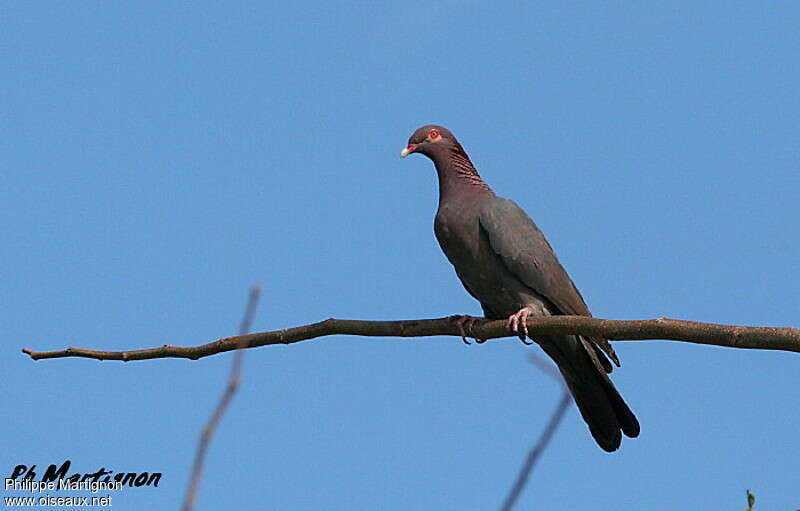 Scaly-naped Pigeonadult, pigmentation