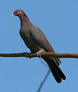 Pigeon à cou rouge