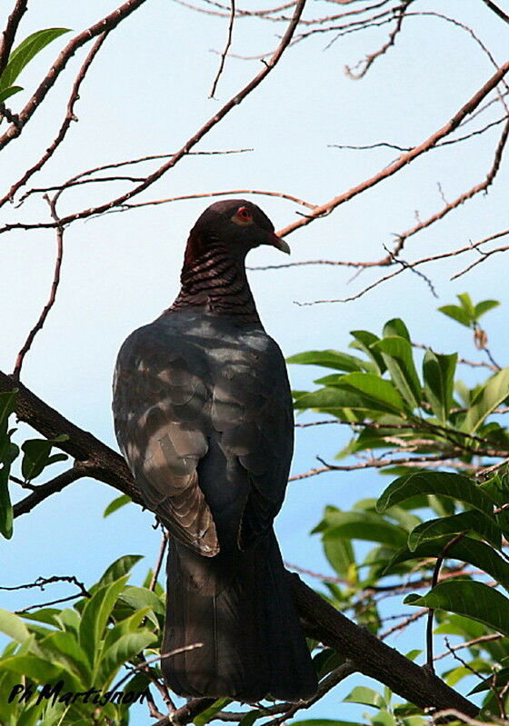 Scaly-naped Pigeon