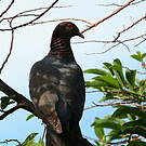 Pigeon à cou rouge