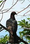 Pigeon à cou rouge