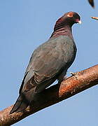 Pigeon à cou rouge