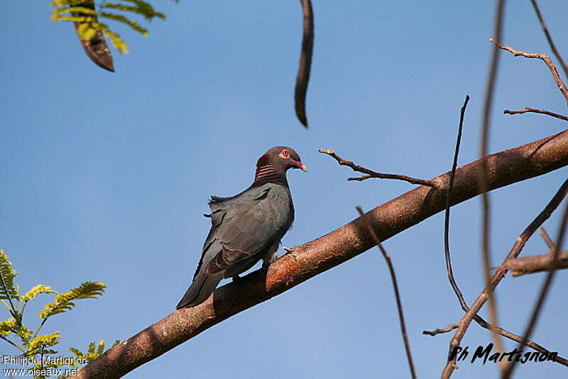 Scaly-naped Pigeonadult, pigmentation