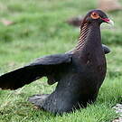 Pigeon à cou rouge