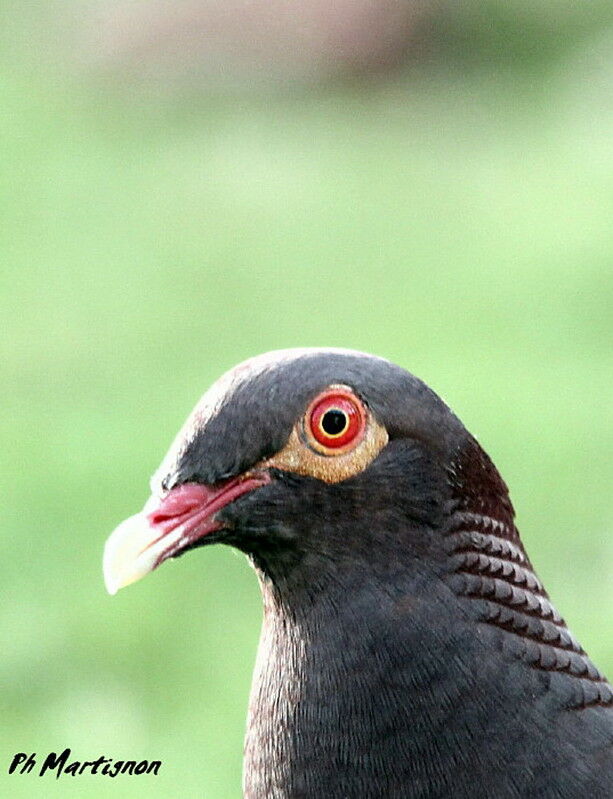 Scaly-naped Pigeon