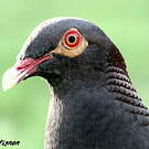 Pigeon à cou rouge