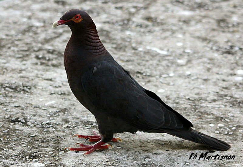 Scaly-naped Pigeon