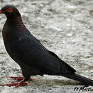 Pigeon à cou rouge