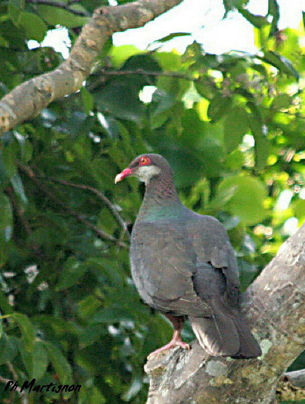 Pigeon à gorge blanche