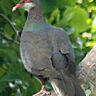 Pigeon à gorge blanche