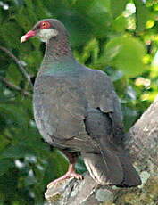 Pigeon à gorge blanche