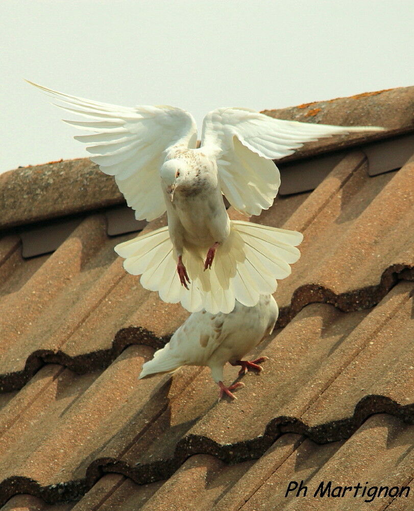 Rock Dove