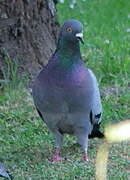 Pigeon biset