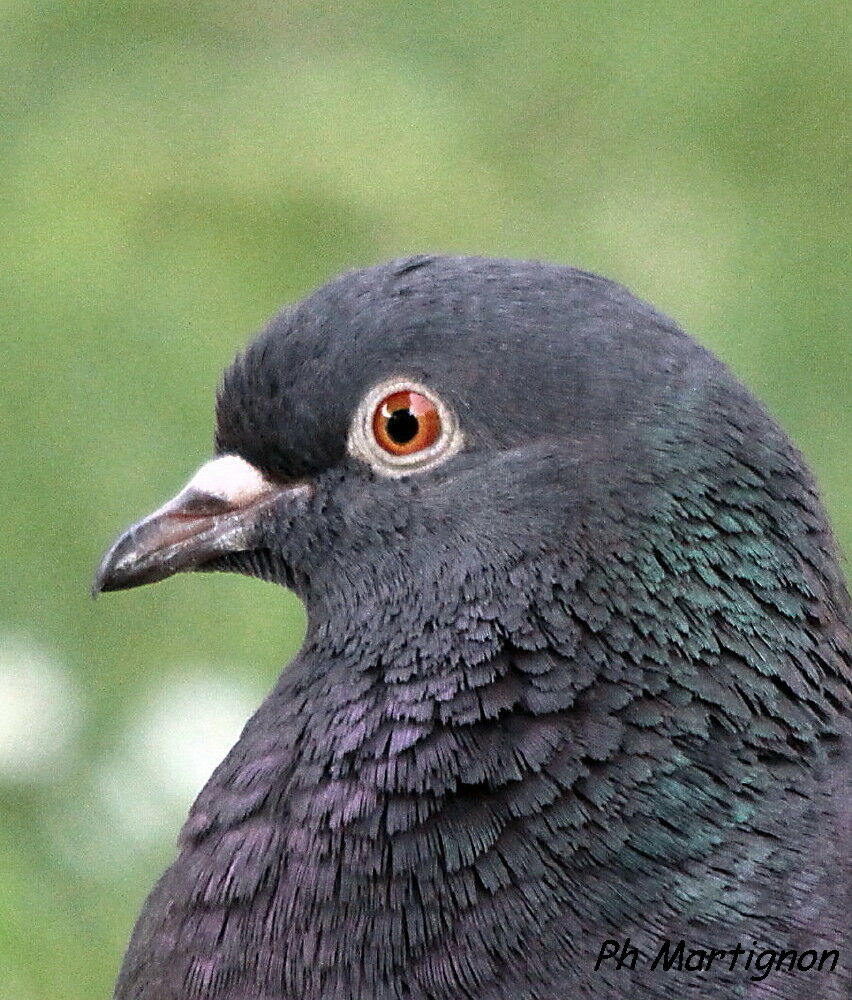 Pigeon biset, identification