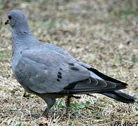 Rock Dove