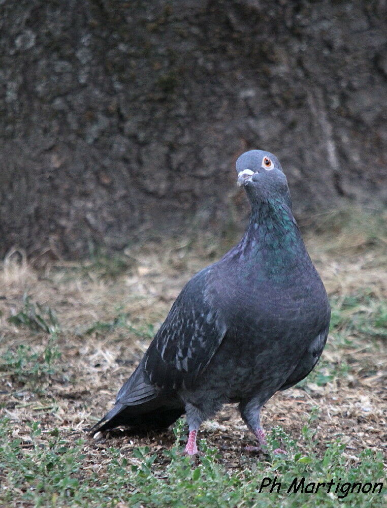 Pigeon biset, identification